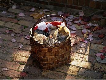 《冲就完事模拟器》联动《怪物史瑞克》DLC公开