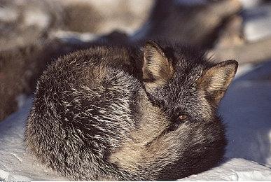 Team Ninja：未来游戏将以《浪人崛起》的开放世界玩法为基石